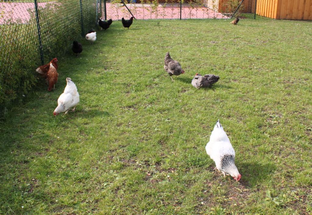 Ferienwohnung Ruegen In Samtens Bagian luar foto